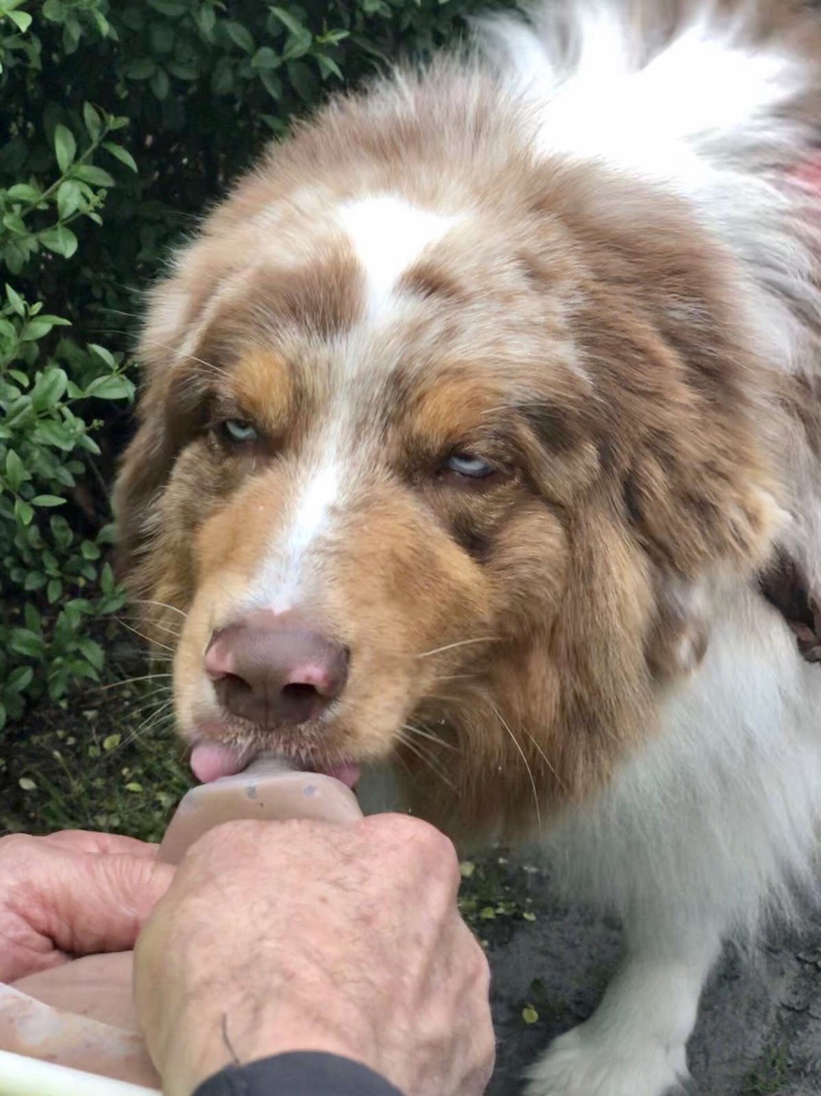 Futtertube für Hunde 200ml