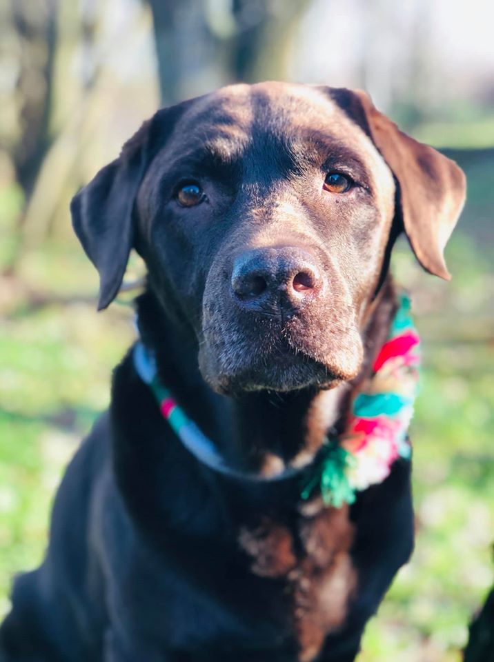 Silbergraues Tauhalsband "FLOWERPOWER"