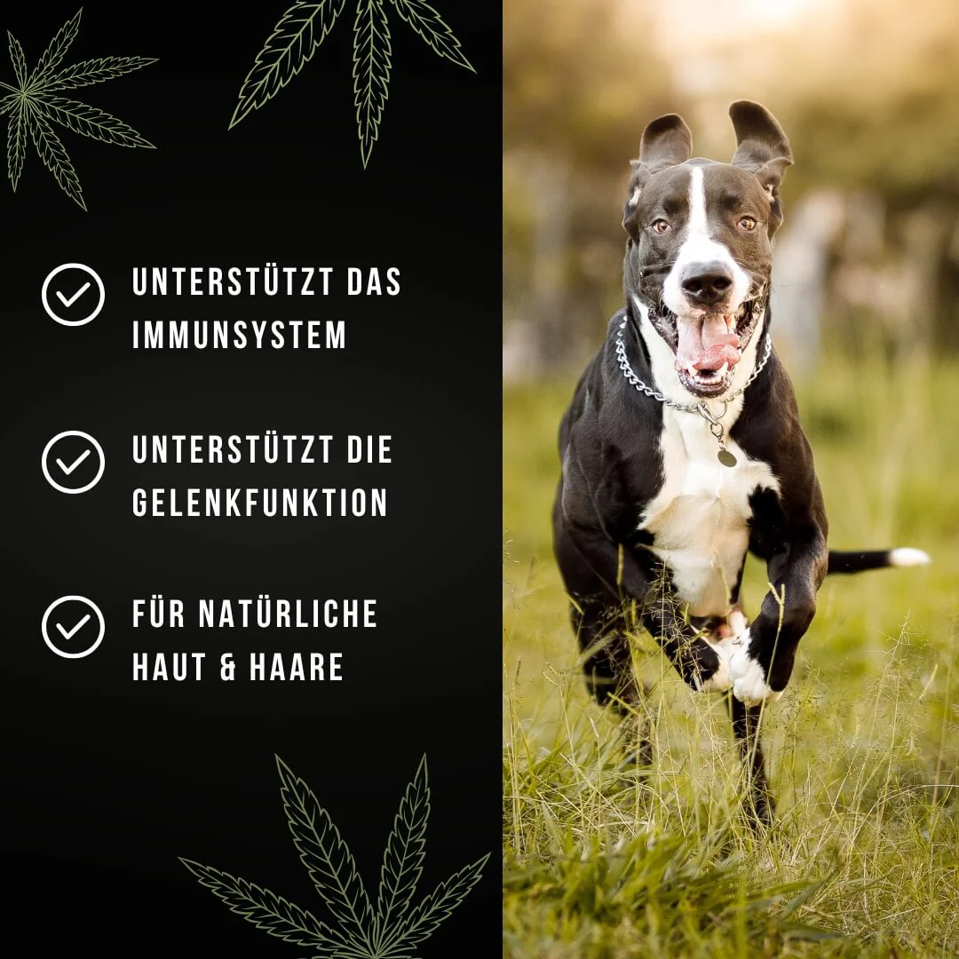 Tails&Tales Für höchste Hanforderungen - Hanföl für Hunde 250ml