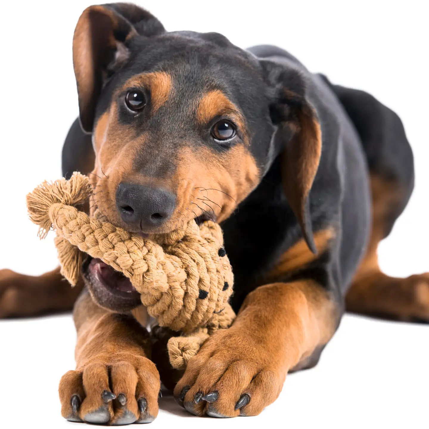 LABONI® - Kult-Spielzeug für Hunde- Heinrich Hase