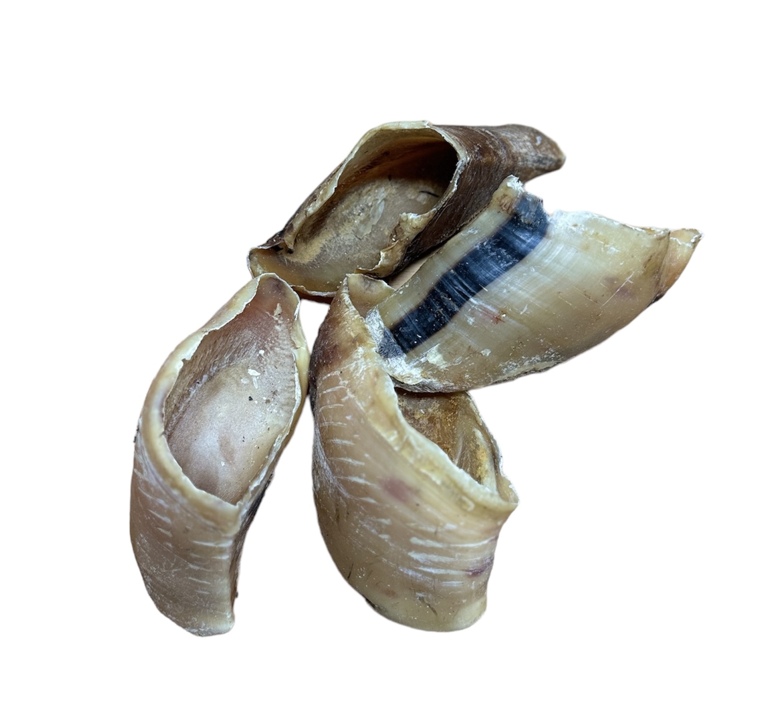 Rinderhufe 5 Stück Kauartikel für Hunde