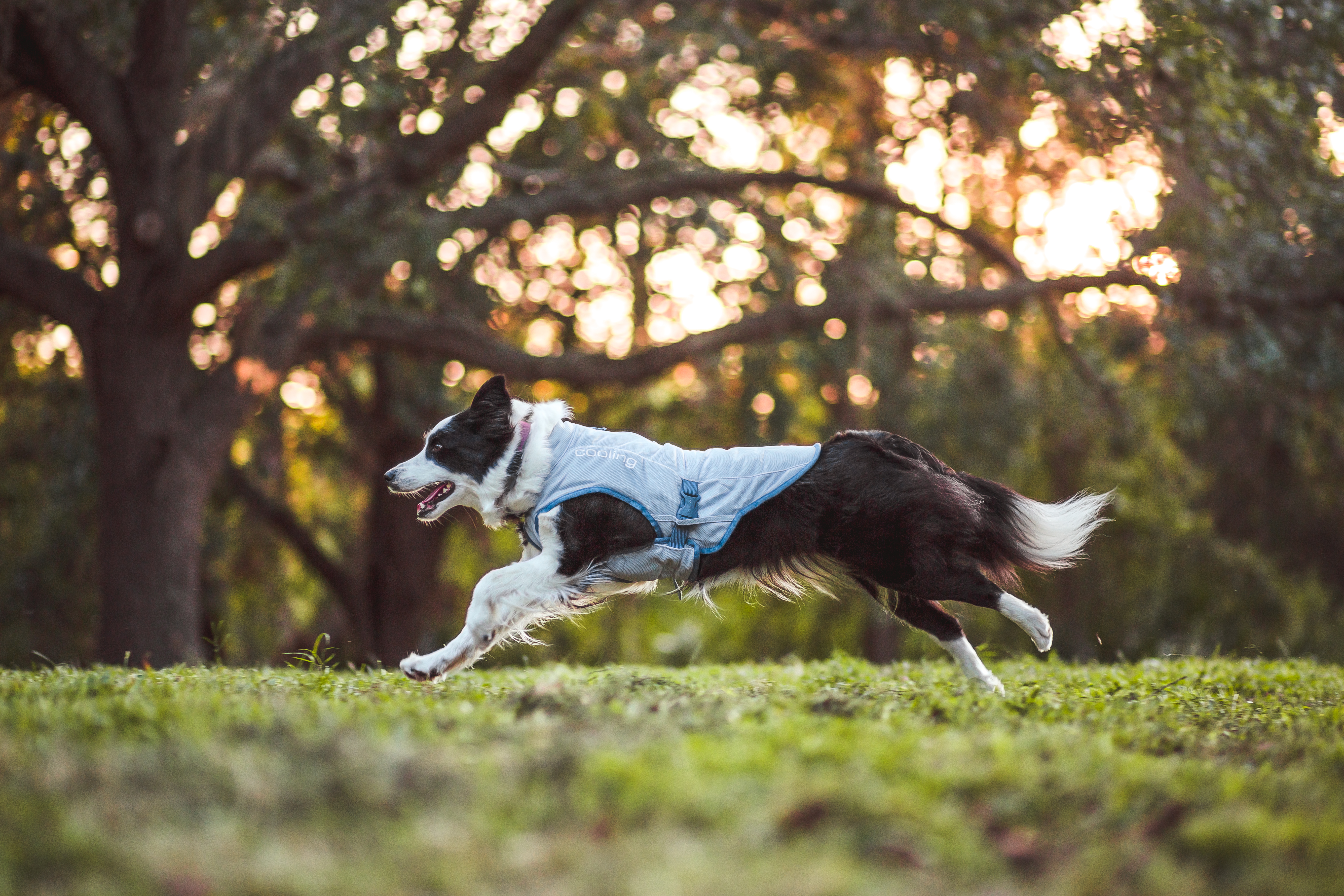 KURGO Core Cooling Vest Blue/Storm - Kühlweste für Hunde