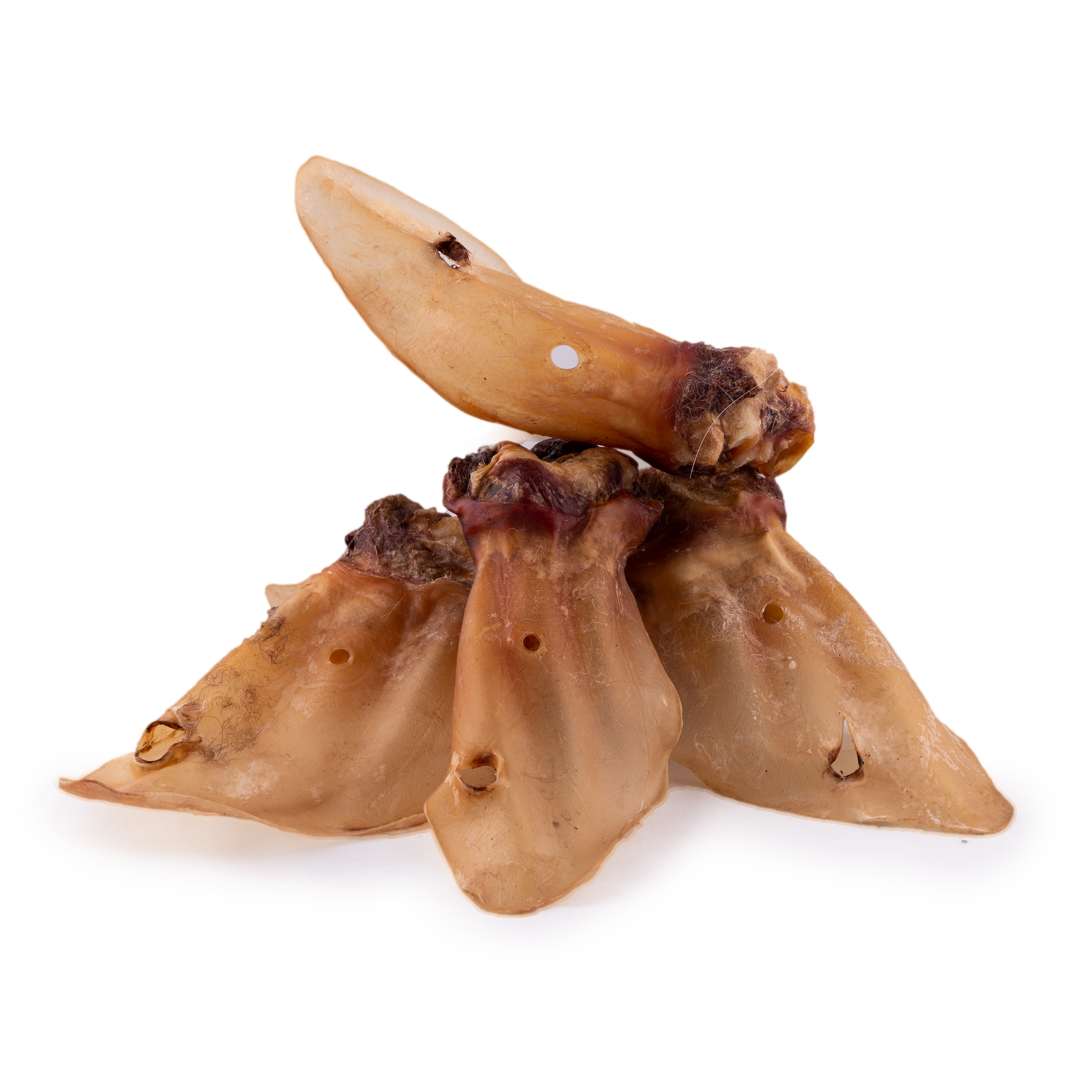 Rinderohren mit Muschel 5 Stück Kauartikel für Hunde