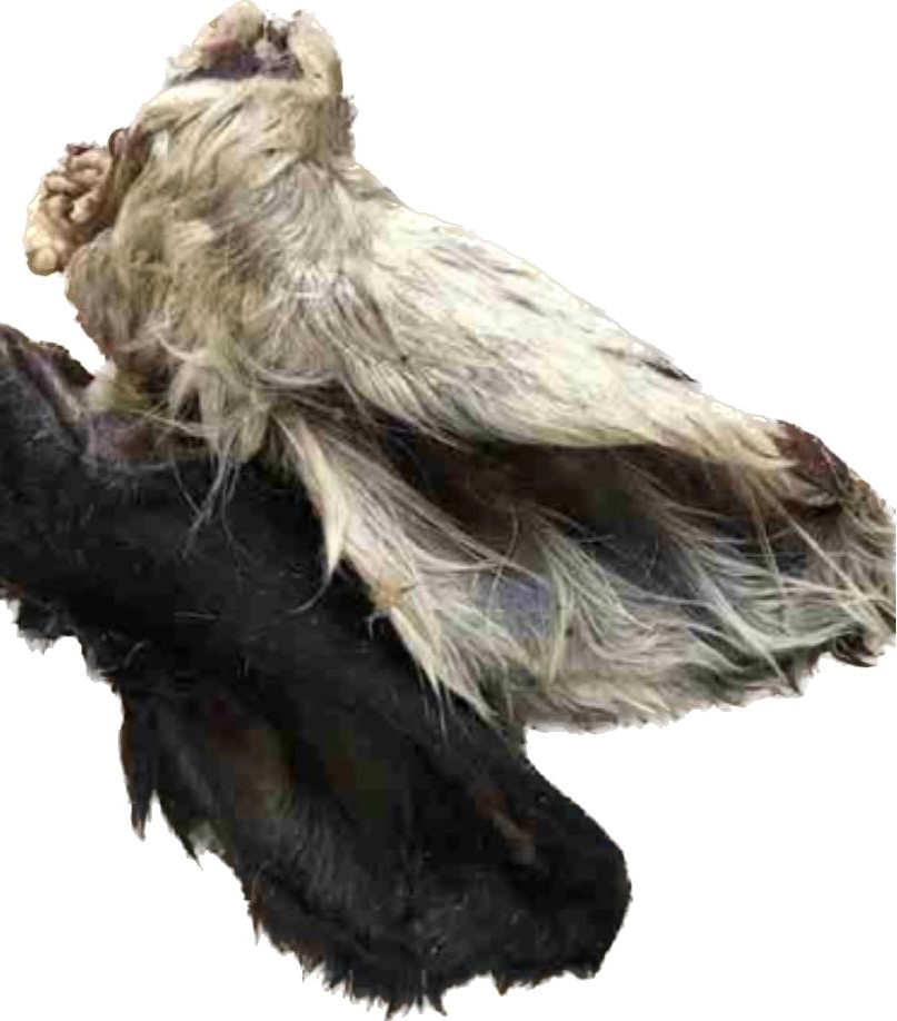 Kalbsohren mit Fell für Hunde, 5 Stück